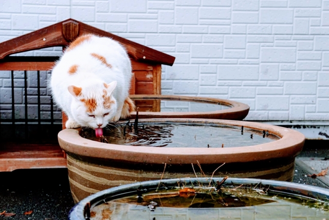 意外と知らない！？猫の『飲み水』についてご紹介！