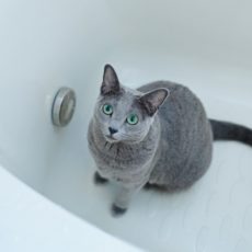 お風呂が苦手な猫をシャンプーするためのコツ4選！