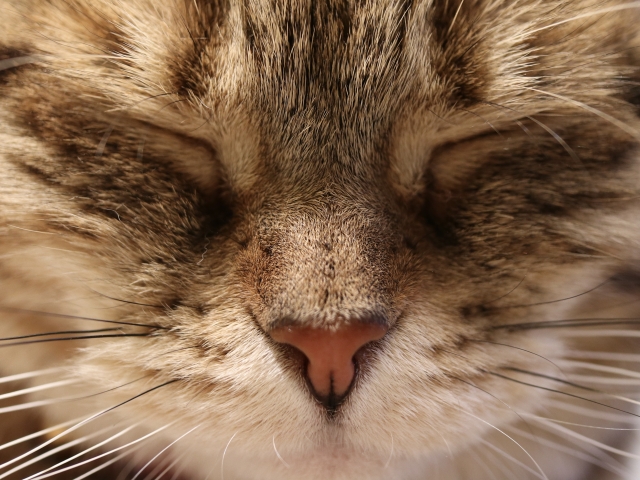 猫の『顔・表情』は生活環境で変化するって知ってました？要因についても解説